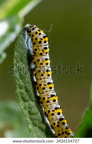 Mullein Cucullia verbasci Caterpillars feeding on garden flower leaves . Royalty-Free Stock Photo #2426154727