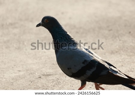 pigeon in the city High Quality Photo Pigeons The genus Columba consists of a group of pigeons with medium to large stout bodies. They are often called common pigeons.
