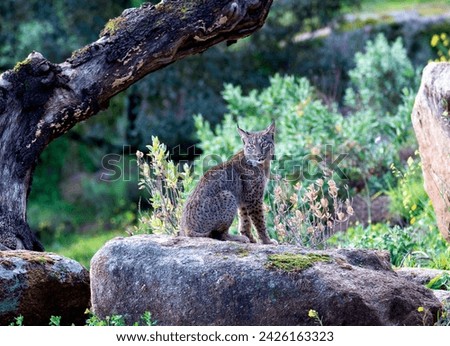 Iberian lynx in the Sierra de Andujar, Jaen. Spain. Royalty-Free Stock Photo #2426163323