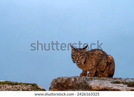 Iberian lynx in the Sierra de Andujar, Jaen. Spain. Royalty-Free Stock Photo #2426163325