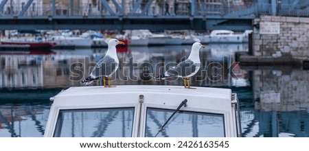 Two gulls on a boat, from the orient quay in Sète, Occitanie, France Royalty-Free Stock Photo #2426163545