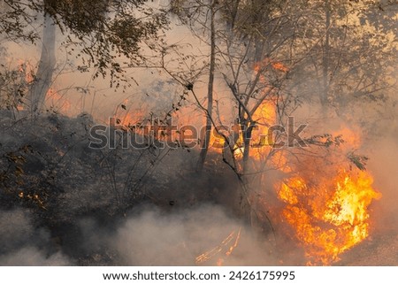 Forest fires release carbon dioxide and other greenhouse gasses, such as methane into the atmosphere. Carbon emissions come from deforestation. Royalty-Free Stock Photo #2426175995