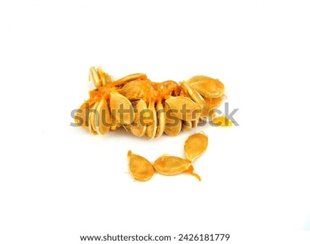 Raw fresh Pumpkin seed saving ready to dry, seed collected to dry isolated on white. Organic gardening.