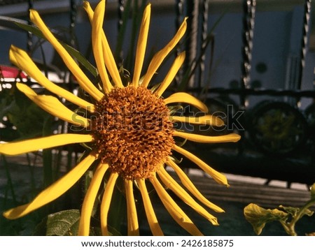 a picture of sunflowers exposed to morning sunlight