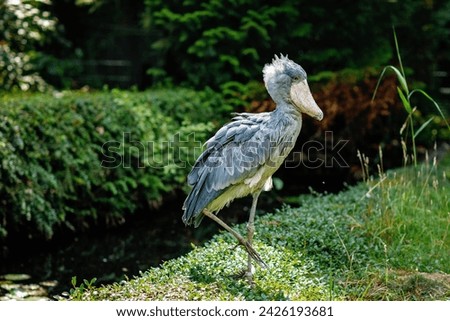 Shoebill or whalehead stands alone The adult is mainly grey while the juveniles are browner. a very large stork-like bird It lives in tropical east Africa in large swamps from Sudan to Zambia Royalty-Free Stock Photo #2426193681