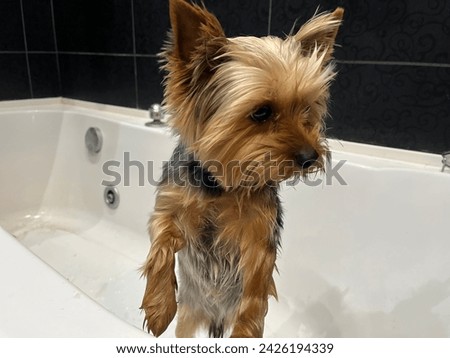 Macro photo yorkshire terrier dog puppy in shower. Stock photo yorkie dog pet in bathroom