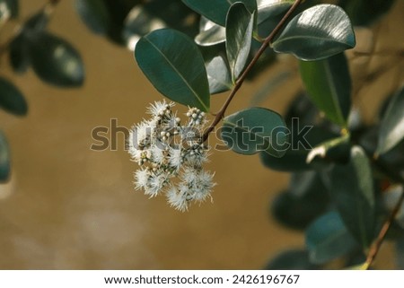 Syzygium cordatum Floral oasis: Leaves adorned with blossoms, bee's visit