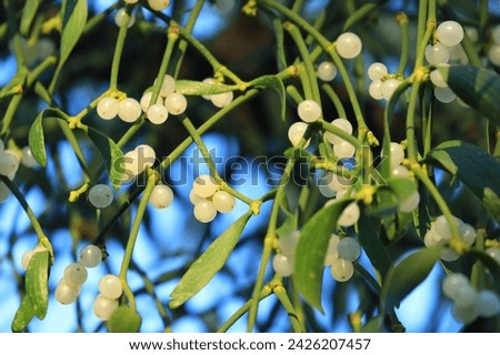 European mistletoe (Viscum album), parasitic plant on the host tree	