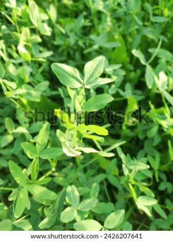 nature grass greenplant farm agriculture  Royalty-Free Stock Photo #2426207641