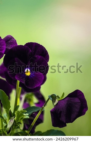 Pansies at springtime on blurred background, cute little flower, viola