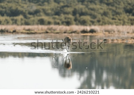 Distant Australian Kangaroo  (Macropus fuliginosus) hoping through the water creating reflections in a perfectly calm lake early morning water splashing up as it moves.