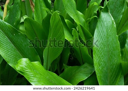 A PICTURE OF THE LEAVES OF THE TURMERIC PLANT