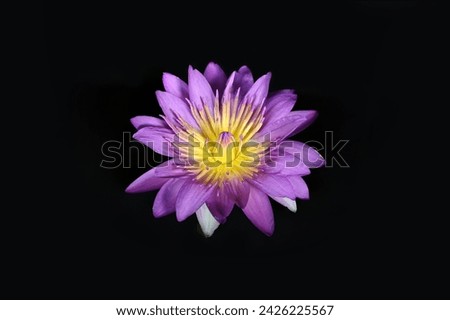Beautiful lotus flower  blooming on a dark background 