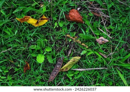 The dry leaves fell from the trees and splashed over the ground with grass.