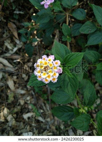 A close-up photo of a vibrant pink and yellow West Indian lantana flower (lantana camara) in full bloom, showcasing its delicate petals and stamen.