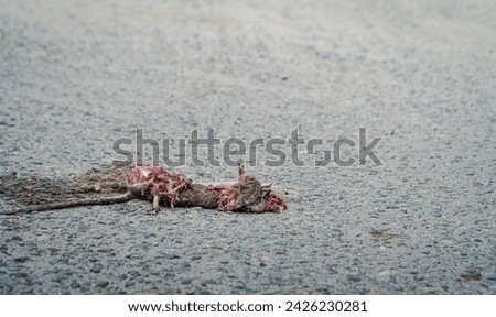 a rat was hit by a vehicle and its body was crushed on the highway Royalty-Free Stock Photo #2426230281