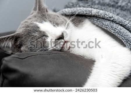 Cute gray white cat under gray plaid. Pet warms under a blanket in cold winter weather. a gray and white cat sleeping under a blanket. Pets friendly and care concept. domestic cat on sofa Royalty-Free Stock Photo #2426230503