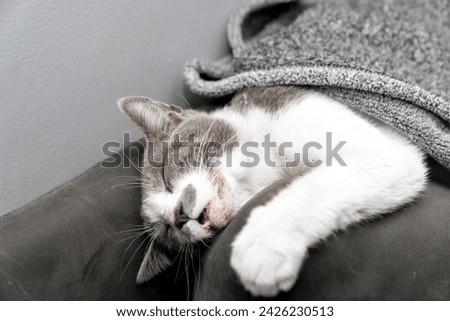 Cute gray white cat under gray plaid. Pet warms under a blanket in cold winter weather. a gray and white cat sleeping under a blanket. Pets friendly and care concept. domestic cat on sofa Royalty-Free Stock Photo #2426230513