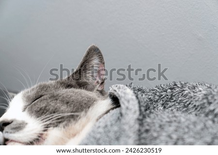 Cute gray white cat under gray plaid. Pet warms under a blanket in cold winter weather. a gray and white cat sleeping under a blanket. Pets friendly and care concept. domestic cat on sofa Royalty-Free Stock Photo #2426230519