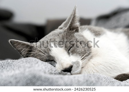 Cute gray white cat under gray plaid. Pet warms under a blanket in cold winter weather. a gray and white cat sleeping under a blanket. Pets friendly and care concept. domestic cat on sofa Royalty-Free Stock Photo #2426230525