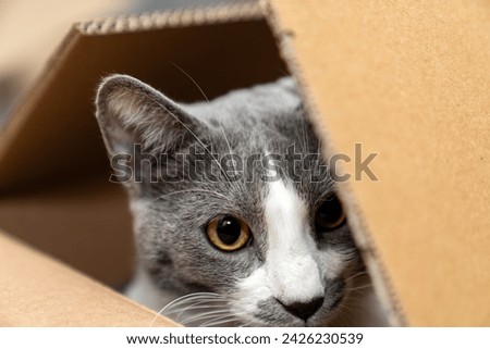 Cute cat sitting, hiding, playing in cardboard box, domestic cat in the cardboard box. paper box. cat curiously looks out Royalty-Free Stock Photo #2426230539