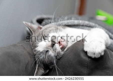 Cute gray white cat under gray plaid. Pet warms under a blanket in cold winter weather. a gray and white cat sleeping under a blanket. Pets friendly and care concept. domestic cat on sofa Royalty-Free Stock Photo #2426230551
