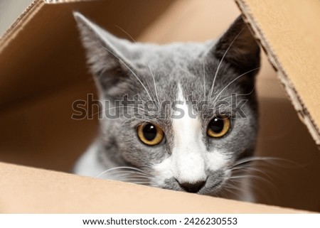 Cute cat sitting, hiding, playing in cardboard box, domestic cat in the cardboard box. paper box. cat curiously looks out Royalty-Free Stock Photo #2426230553