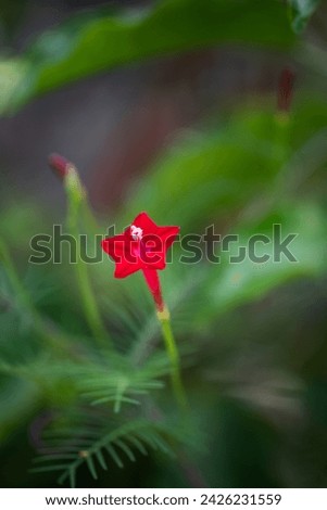 Ipomoea quamoclit, commonly known as cypress vine morning glory, cardinal creeper, cardinal vine, star glory, star of Bethlehem or hummingbird vine, is a species of vine in the family Convolvulaceae