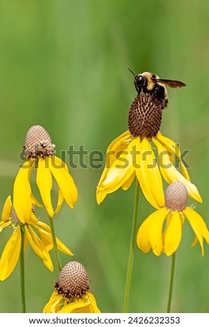 A profile of a gold and black bumble bee as it pollinates a yellow coneflower. Soft green colors of the grasslands make up the background. Royalty-Free Stock Photo #2426232353