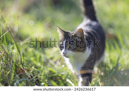 tiger cat walking on green grass