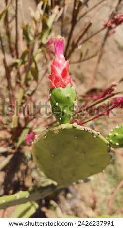 Amidst the rugged landscape of arid deserts, a cactus flower blooms in defiance of harsh conditions. Delicate petals in shades of pink, red, or yellow unfurl from the prickly arms of the cactus. Royalty-Free Stock Photo #2426237991