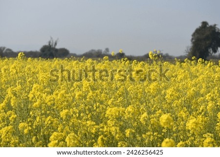 Mustard flower field is full blooming, yellow mustard field landscape industry of agriculture, mustard flowers closeup photo Royalty-Free Stock Photo #2426256425