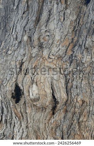 Old tree texture. Bark pattern, For background wood work, Bark of brown hardwood, thick bark hardwood, residential house wood. nature, tree, bark, hardwood, trunk, tree , tree trunk close up texture Royalty-Free Stock Photo #2426256469