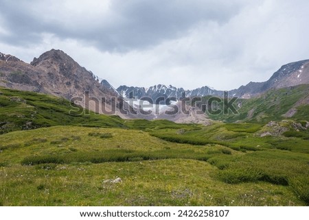 Scenic landscape with dense thicket in green alpine valley. Lush flora on hills and rocks with view to big glacier and large snow mountain range far away under gray cloudy sky. Awesome high mountains.