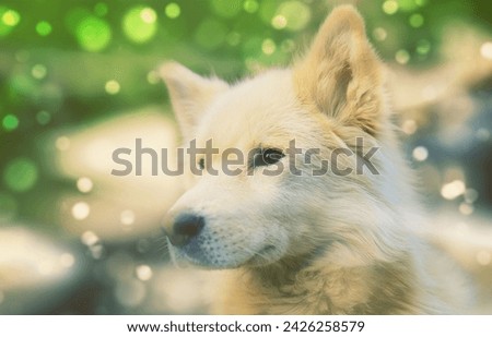 Portrait of the white siberian samoyed husky dog with heterochromia. Phenomenon when eyes have different colors. Green bokeh fairy background