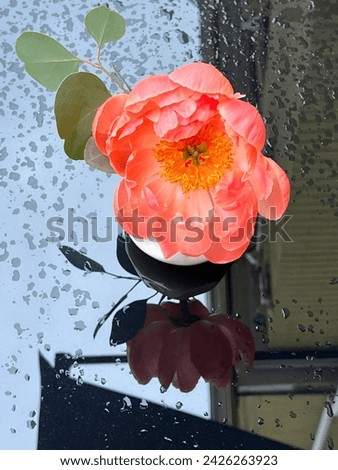 Beautiful peony flower on the wet glass table.
