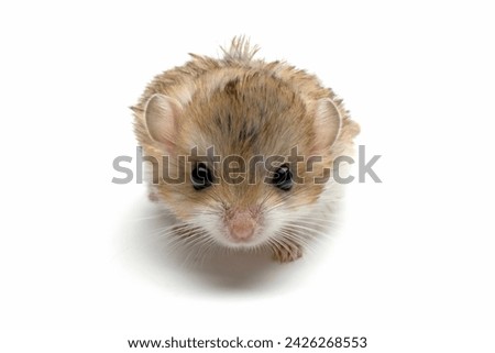 Gerbil fat tail on isolated background, Cute Garbil fat tail closeup on white background
