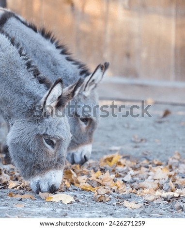 two miniature donkeys cute animals with heads down sniffing fall autumn leaves ears forward look alikes vertical image room for type shot on rural farm in Ontario cute four legged pets similar looking Royalty-Free Stock Photo #2426271259