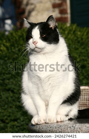 Domestic cat sitting on table