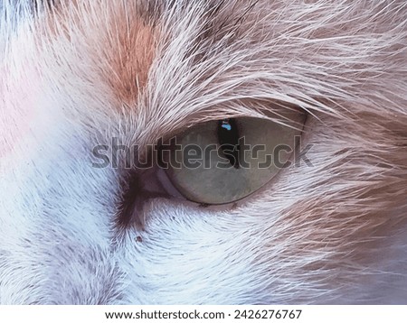 a cat that has green eyes 