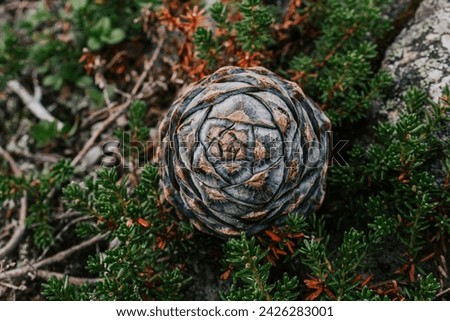 Siberian cedar pine cone on green bush. collection of wild harvest. Natural botany background. fractal Geometry of nature.  Royalty-Free Stock Photo #2426283001