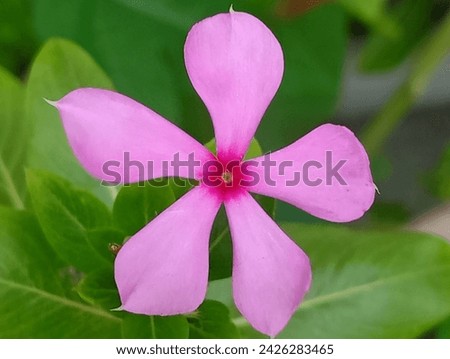 The charm of a deep pink petals is worth seeing  Royalty-Free Stock Photo #2426283465