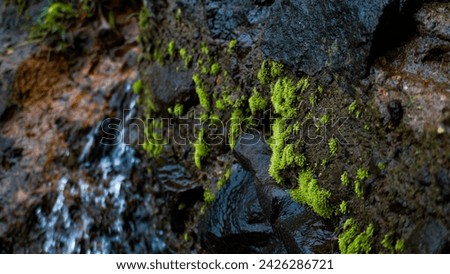 green moss on wet rocks