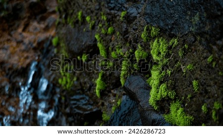 green moss on wet rocks