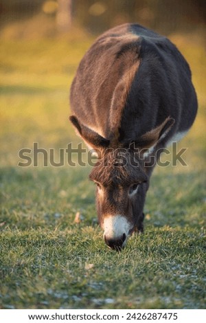 miniature donkey in pasture paddock field fat round belly grazing on grass on rural farm vertical animal image room for type cute isolated mini donkey with head down eating grass on small hobby farm