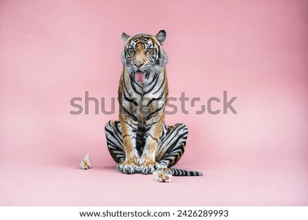 a sumatran tiger sitting waiting for the pray with the pink background