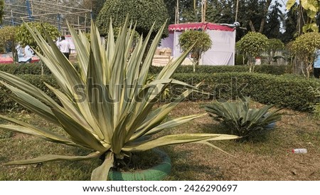 a large plant in a garden Royalty-Free Stock Photo #2426290697