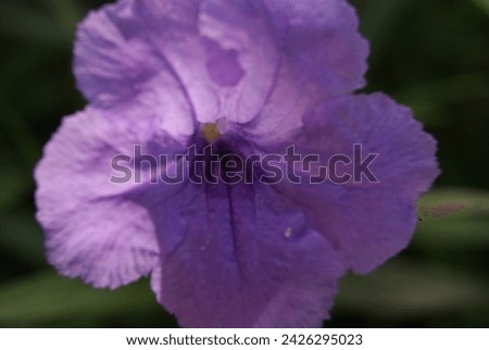 Costa Rica flower garden with isolated pictures of individual flowers. Tropical theme. 