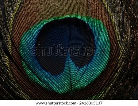 peacock feather closeup picture for background