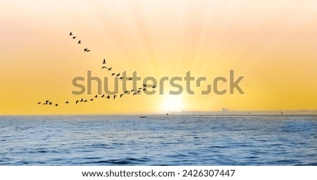 Silhouette of migratory birds flying over the sea at sunset
